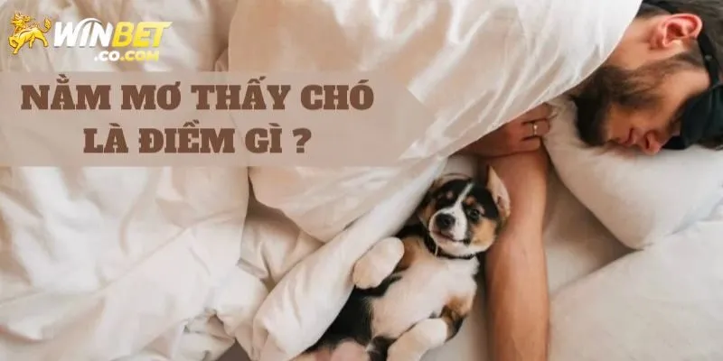 Chiêm bao chúng cắn nhau